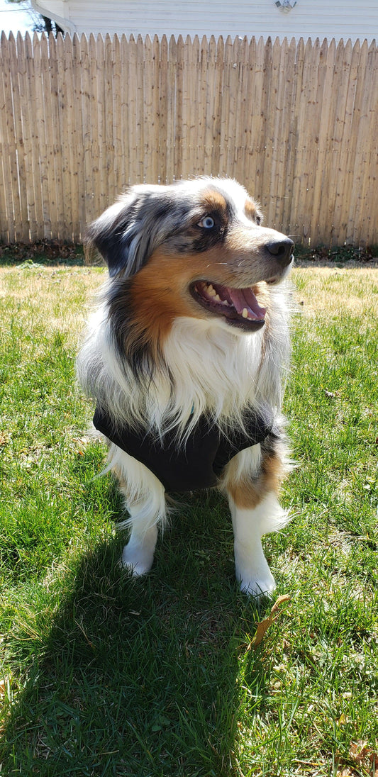 7 Ways To Help Your Dog With Anxiety. Written