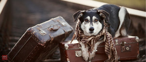 How To Safely Travel With Your Dog Throughout The Seasons
