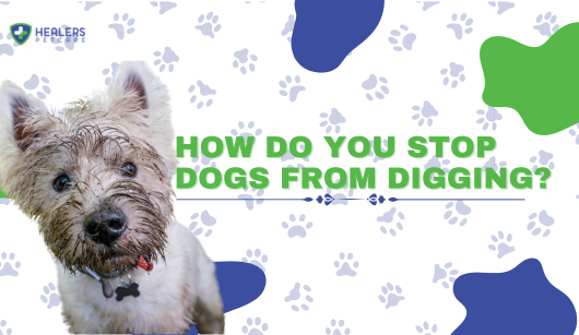 How Do You Stop Dogs from Digging?
