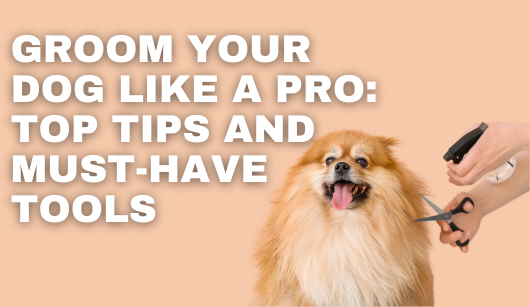 Groom Your Dog Like a Pro: Top Tips and Must-Have Tools