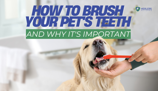 Golden Retriever dog with mouth open, teeth being brushed with red toothbrush. Text explains how and why to brush pet teeth. Healers logo. Bathroom setting.