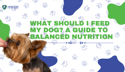 What Should I Feed My Dog? A Guide to Balanced Nutrition_FEATUREIMG