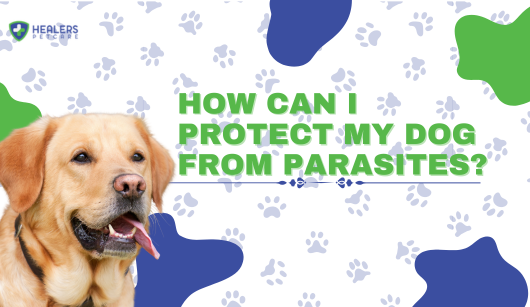 How Can I Protect My Dog from Parasites?