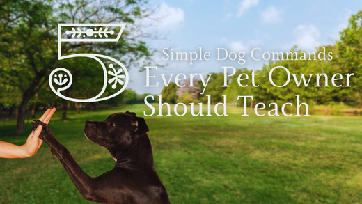5 Simple Dog Commands Every Pet Owner Should Teach