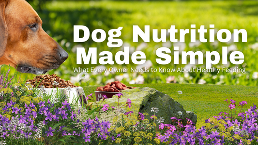 Dog Nutrition Made Simple: What Every Owner Needs to Know About Healthy Feeding 