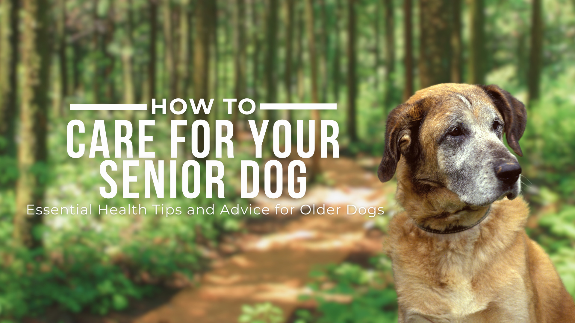 Morning Care For Older Dog photo