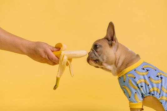 How to Make Sure Your Dog Is Getting Enough Nutrients
