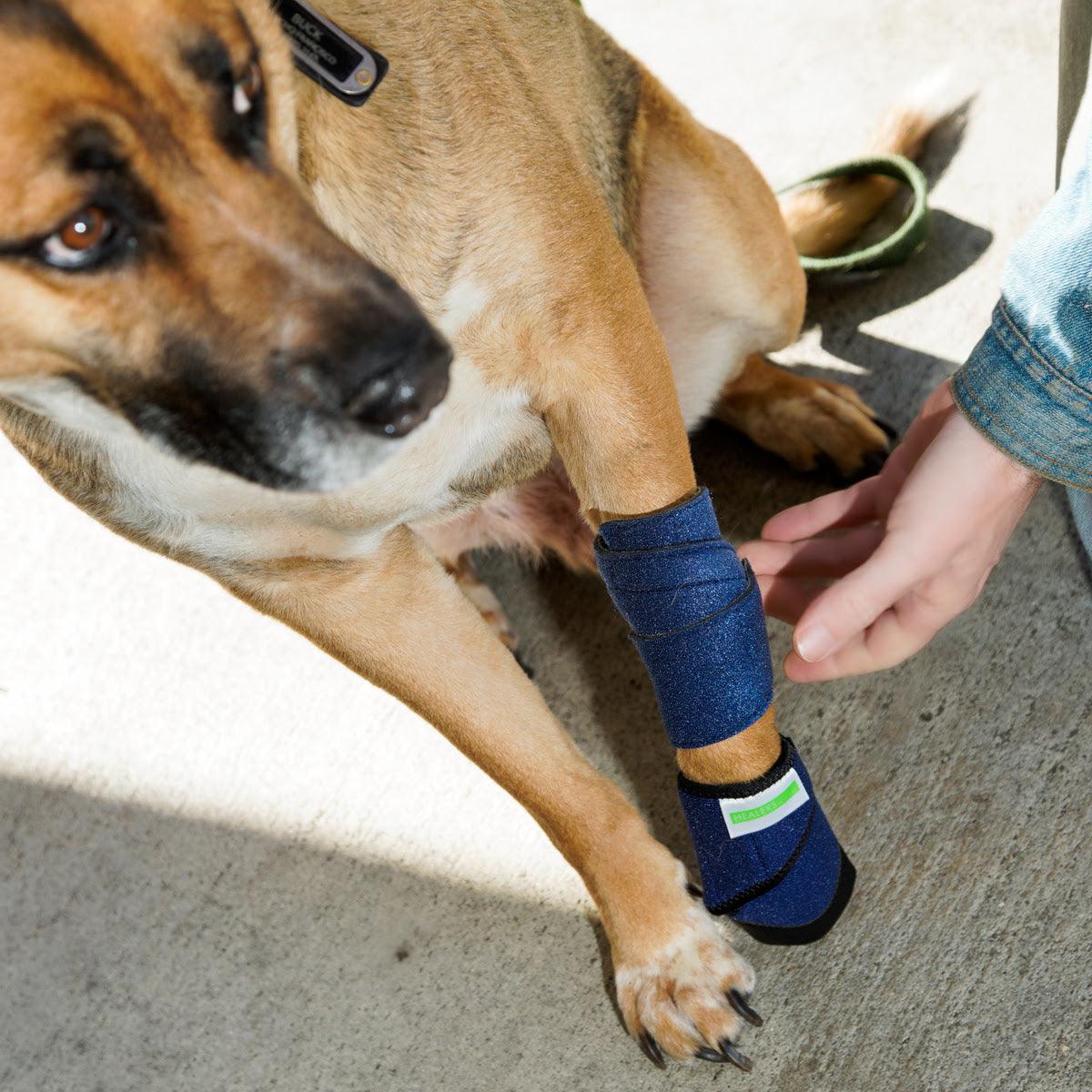 Medium-sized tan dog with blue Healers Leg Bandage Wrap on its leg. Human hand adjusting the wrap. Dog's eye and paw are visible. Outdoor setting on concrete.