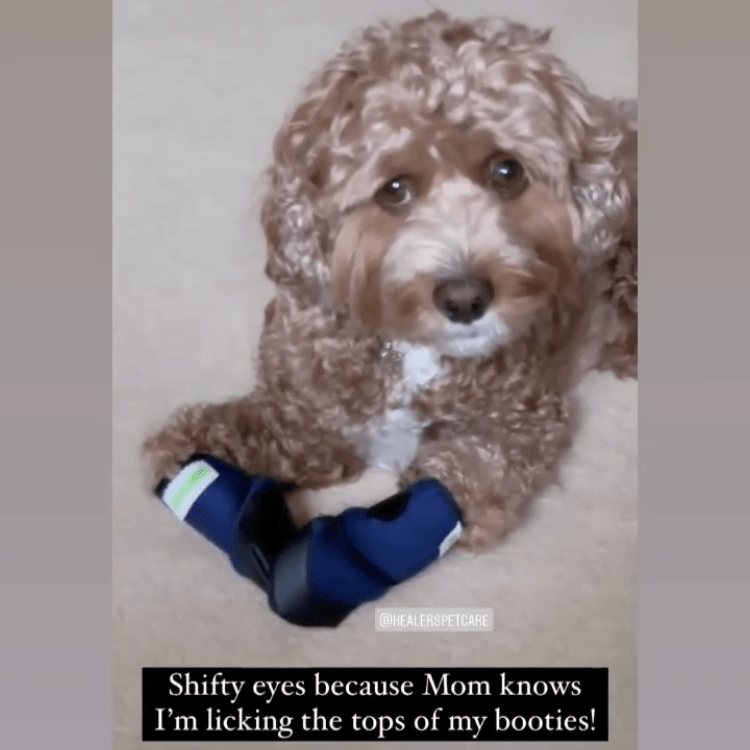 Curly brown dog wearing Healers pet booties on front paws, lying down with a playful expression, showing booties designed to protect paws from licking and injury