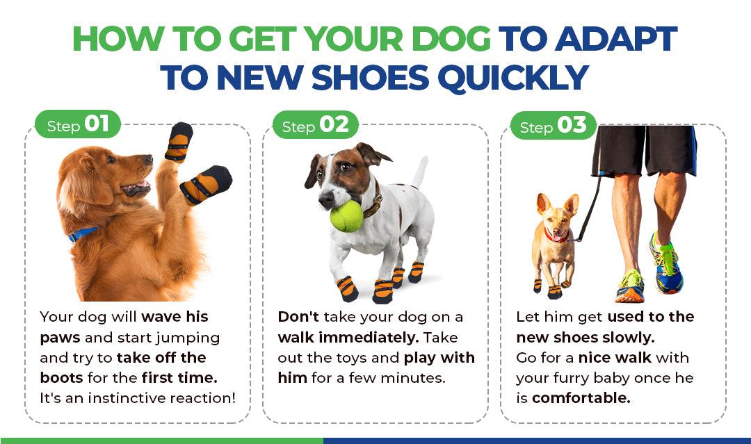 How to help your dog adapt to new boots quickly: Step 1, dog tries to take boots off instinctively. Step 2, avoid walks immediately; play with your dog instead. Step 3, gradually introduce walks to make your dog comfortable with boots.
