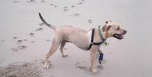 Tan dog with a black harness and teal collar standing on a wet sandy beach. Dog's tail is up. Paw prints and footprints visible on the sand. Light colored background.