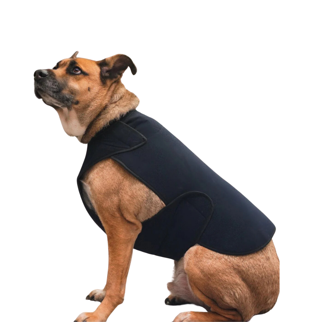 This dog is wearing a sleek, form-fitting wrap that appears to be a therapeutic or anxiety relief vest. These vests are often used to calm pets during stressful situations by applying gentle, constant pressure, similar to swaddling.