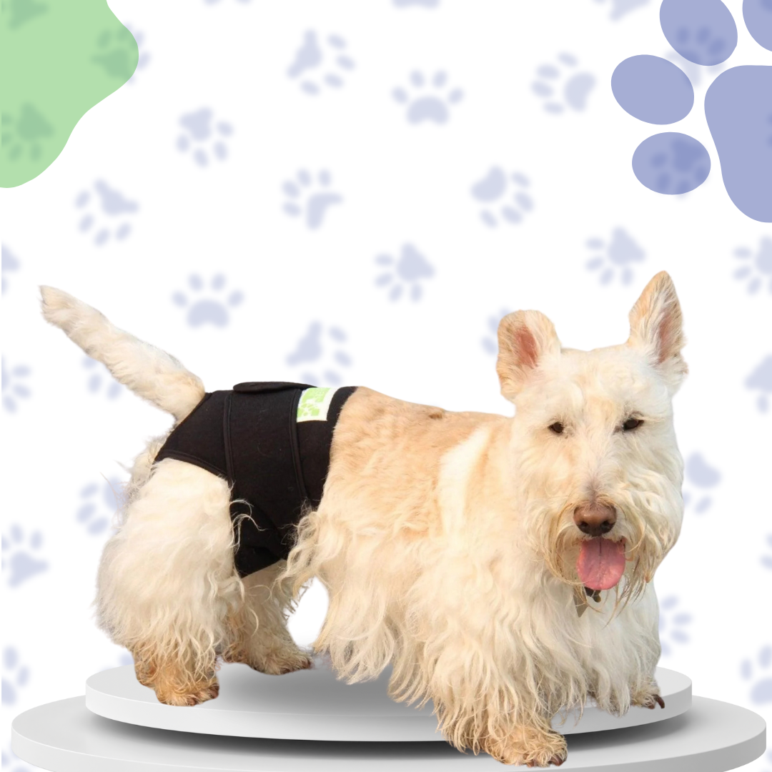 A light-colored Scottish Terrier dog wearing a black Healers Reusable Washable Dog Diaper, designed for managing incontinence, excitable urination, or dogs in heat.