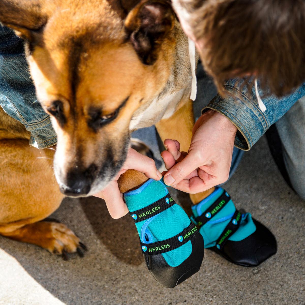 Person fastening teal Healers dog booties with black soles on the front paws of a tan dog outdoors on pavement.