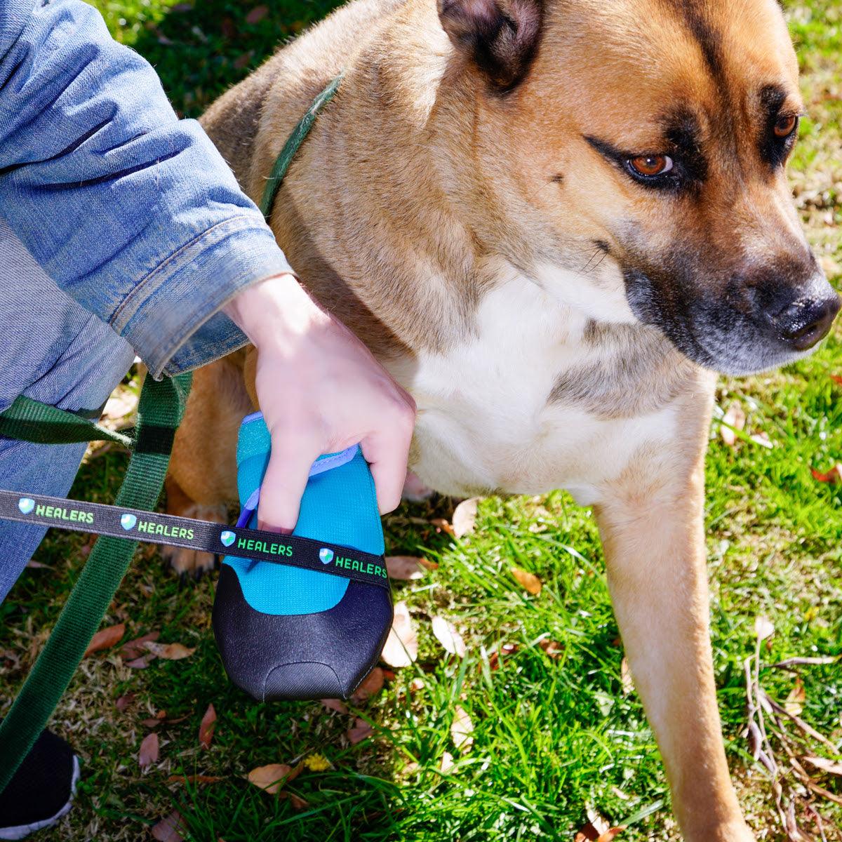 Person putting a teal Healers dog bootie with black sole on the front paw of a tan dog sitting on grass outside.”