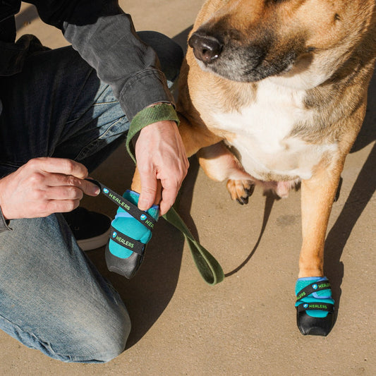 Dog wearing Healers Urban Walker boots being fitted at home — step-by-step dog boot measuring and fitting guide