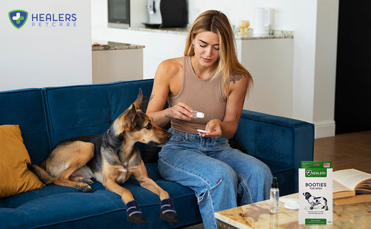 Healers medical dog bootie on a recovering dog's paw — guide to choosing the right size and fit
