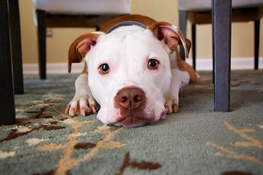 Dog looking uncomfortable representing a guide to canine constipation including causes, symptoms, vet treatments, and prevention tips like diet, exercise, and probiotics