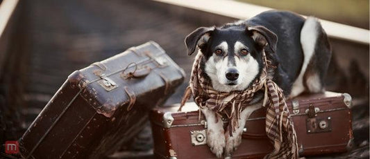 Dog sitting next to suitcases ready to travel, representing seasonal travel tips for dog owners covering spring, summer, autumn, and winter safety