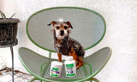 Everyday Habits That Support Your Pet’s Health
