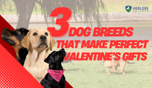 Golden Retriever, Corgi, and Poodle dogs highlighted as perfect Valentine's Day gift breeds by Healers PetCare