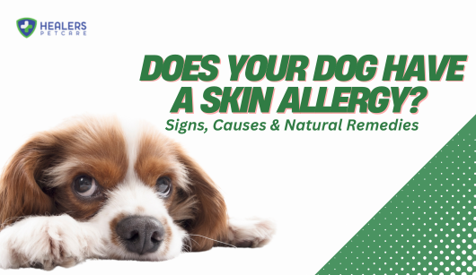Dog scratching irritated skin due to allergies, with Healers Skin and Coat Grooming Solution as a natural remedy