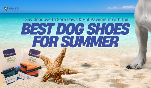 Dog wearing Healers Urban Walkers booties on hot summer pavement, protecting paws from heat and rough surfaces
