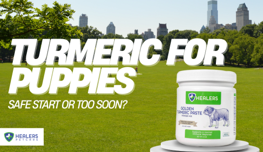 Puppy with turmeric supplement — is turmeric safe for puppies? Guide from Healers PetCare