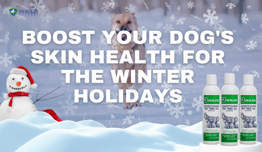 Dog with healthy coat in winter, showcasing Healers Tea Tree Oil Shampoo and Wound Cleanser for cold-weather skin care