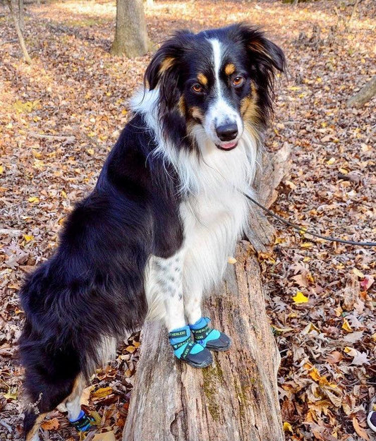 Dog wearing Healers Urban Walkers boots on a log outdoors, protected from hot surfaces, rocky trails, and other paw hazards