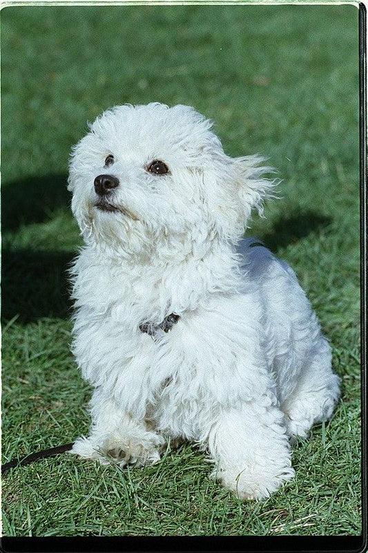 Healthy Havanese dog representing the benefits of canine genetic testing for early health problem detection, breeding decisions, and genetic diversity