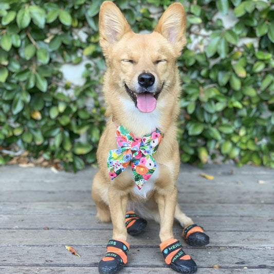 Dog wearing Healers Urban Walkers boots on a holiday adventure, representing tips for meeting your dog's needs while traveling including packing essentials and managing separation anxiety