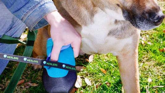 Uses for Medical Dog Booties