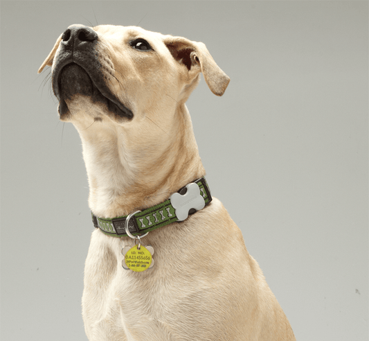 Dog looking up attentively, representing the Healers PetCare pet health guide written by veterinary technician Teresa Griffith