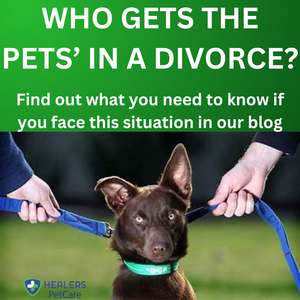 Who Gets the Dog/Pets in a Divorce?