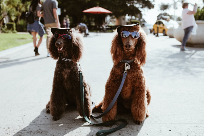 How to Have a Hot Dog Summer: Tips for Walking Dogs in Hot Weather, By: Paige Knight