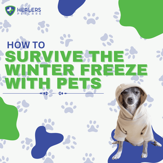 Dog bundled up in winter gear outdoors in freezing temperatures, with tips on paw protection, hypothermia prevention, and indoor pet activities from Healers PetCare
