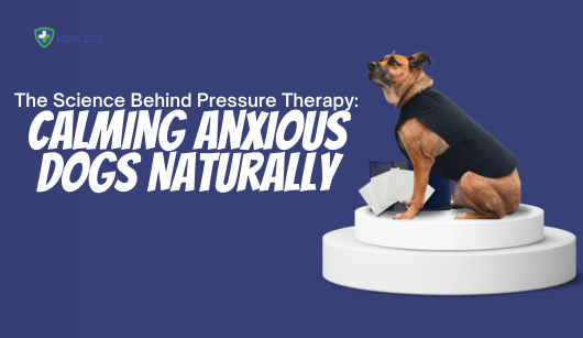 Anxious dog being calmed with a Healers pressure wrap — the science behind pressure therapy for dogs