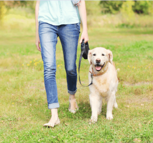 Dog enjoying spring outdoors with owner, ready for hiking, camping, and seasonal adventures with Healers PetCare safety gear