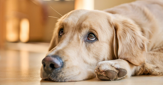 Step-by-Step Guide to Caring for Dog Cuts and Scrapes