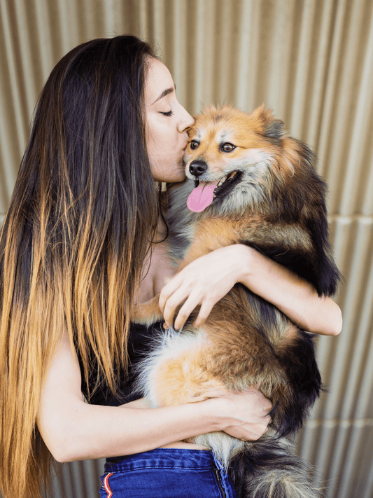 Happy dog with owner showing unconditional love through play, treats, and Healers Urban Walkers dog booties for paw protection