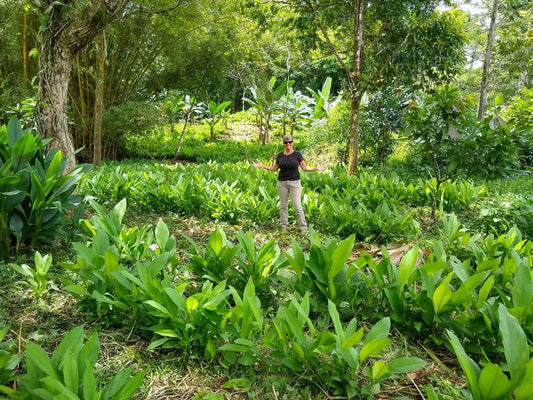 Biolley Farms food forest in Costa Rica, where organic turmeric and medicinal crops are grown to support Healers PetCare products and rainforest conservation
