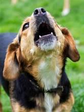 Dog barking outdoors, representing a guide to understanding excessive barking triggers and using positive reinforcement training to reduce unwanted behavior
