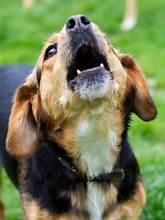 Training Tеchniquеs Unvеilеd: How to Stop Excеssivе Barking with Positivе Rеinforcеmеnts