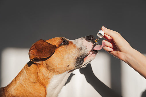 CBD Oil for Pets: What are the Benefits?