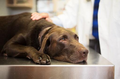 Chocolate Labrador at the veterinarian representing warning signs that your dog may need medical attention including lethargy, appetite changes, eye problems, and balance issues