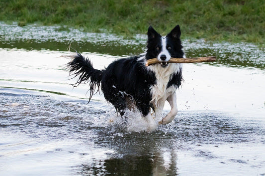 Collie dog in water, representing active pet health and wellness supported by Healers PetCare holistic combo kits