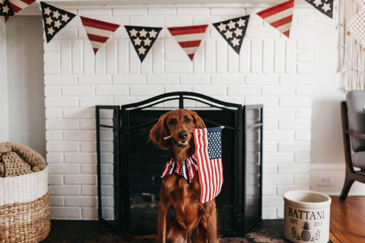Anxious dog hiding during 4th of July fireworks, with tips on using Healers Therapeutic Anxiety Body Wrap and other calming strategies to reduce fireworks stress