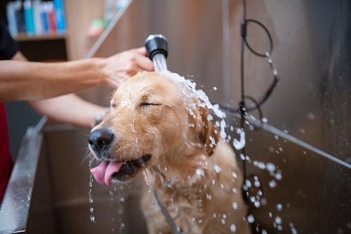 Dog being bathed at home in a tub, representing the do's and don'ts of home dog grooming including brushing, nail trimming, and using dog-safe shampoo