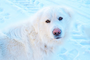 How Cold Weather Impacts Dogs’ Paws